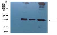 GAPC1/2 | Glyceraldehyde-3-phosphate dehydrogenase in the group Antibodies Plant/Algal / Loading Controls at Agrisera AB (Antibodies for research) (AS15 2894)
